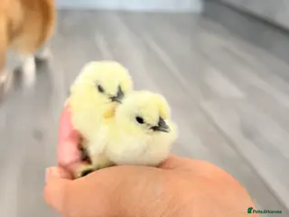 Chickens poultry Silkie hatching eggs & silkie chicks - Advert 1