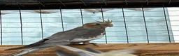 Cockatiels birds for sale: Male cockatiel  10 weeks old  - Advert 3