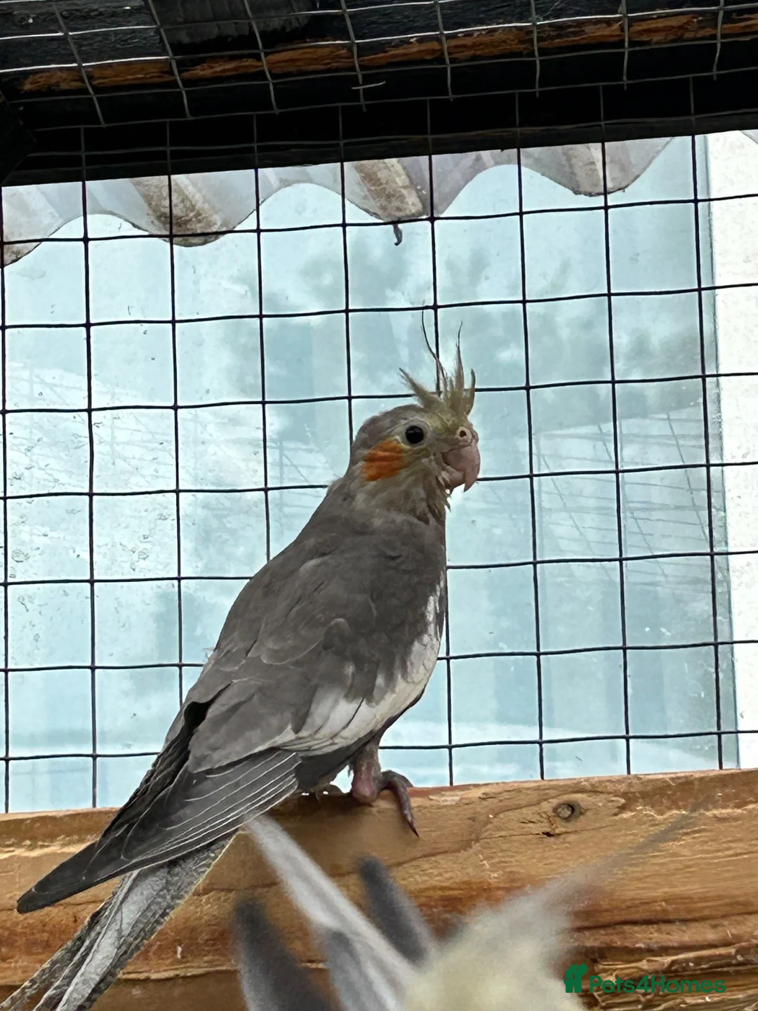 Cockatiels birds for sale: Male cockatiel  10 weeks old  - Advert 3