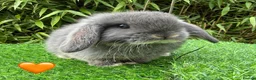 Mini Lop rabbits for sale: Beautiful Mixed Baby Minilops  - Advert 1