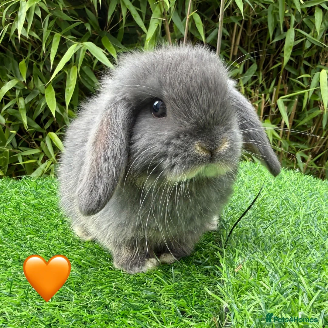 Mini Lop rabbits for sale: Beautiful Mixed Baby Minilops  - Advert 1