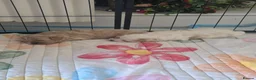 Mixed Breed dogs for sale: 4 beautiful pups for sale in Chorley - Advert 7