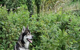Huskita dogs for stud: Handsome Booboo in Stockport - Image 13