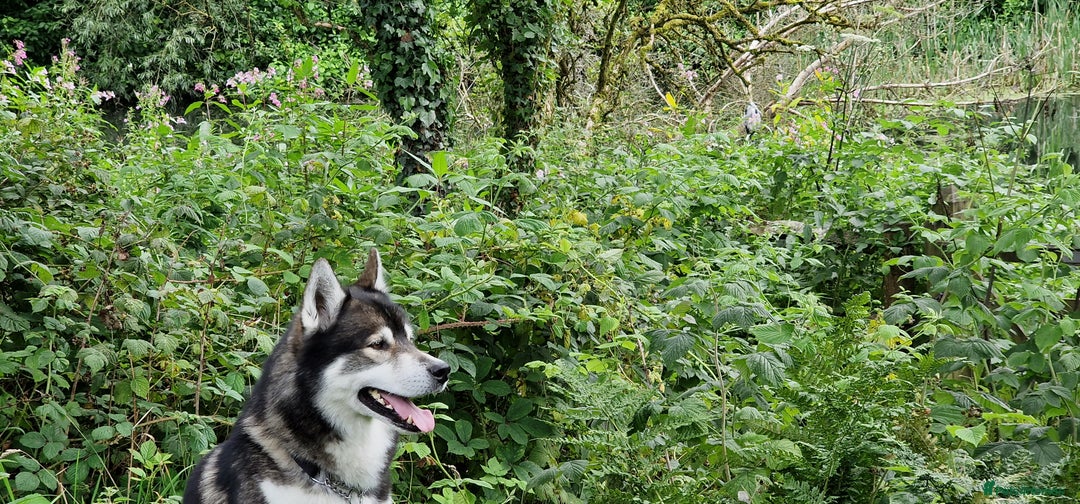 Huskita dogs for stud: Handsome Booboo in Stockport - Image 13