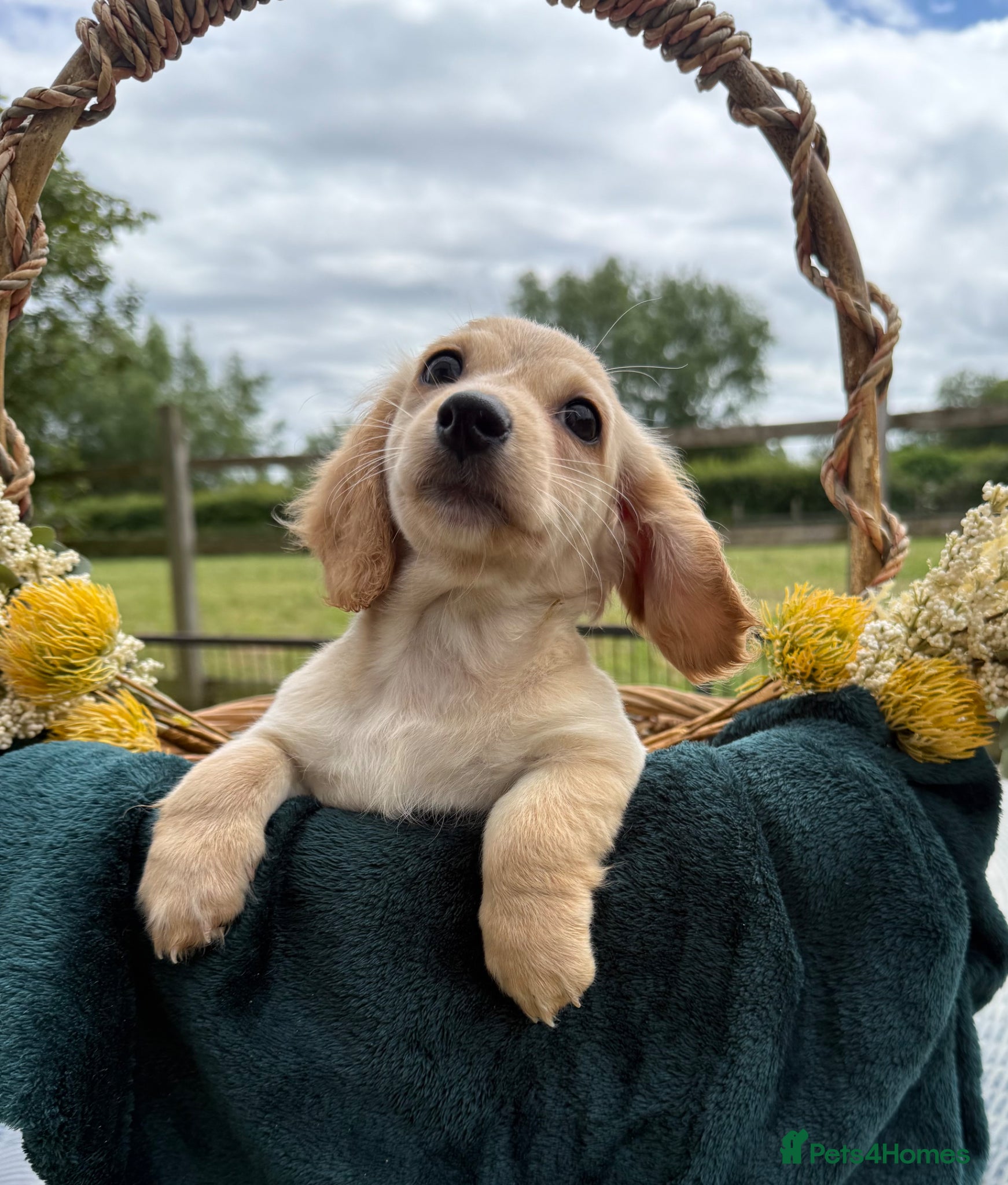Dachshund dogs KC registered minimum long haired cream girls - Advert 10