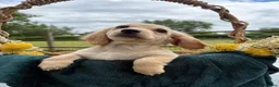 Dachshund dogs for sale: KC registered minimum long haired cream girls - Advert 1