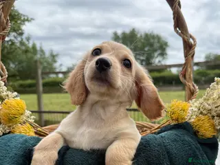 Dachshund dogs KC registered minimum long haired cream girls - Advert 2