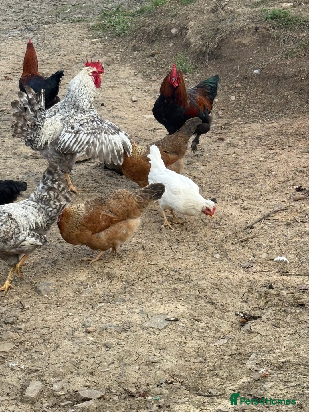Chickens poultry for sale: Laying hens for sale - Image 7