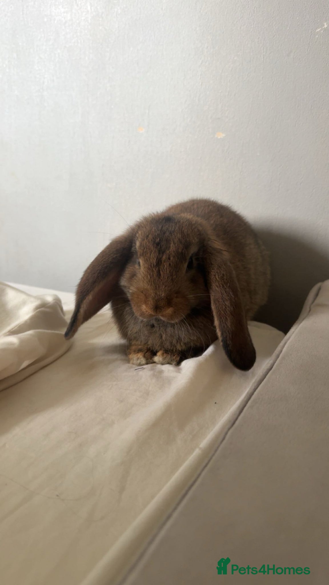 Dwarf Lop rabbits Lop dwarf rabbit  - Advert 6