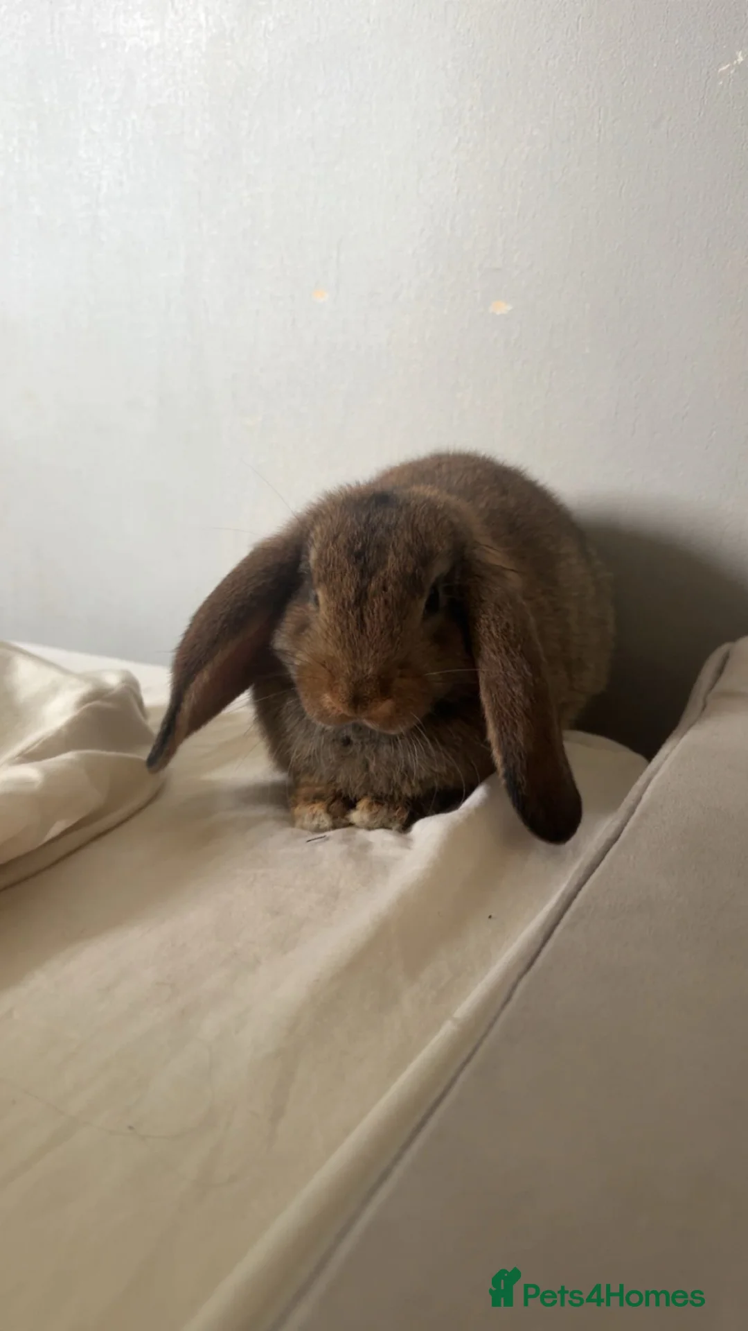 Dwarf Lop rabbits for sale: Lop dwarf rabbit  - Advert 1