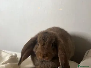Dwarf Lop rabbits Lop dwarf rabbit - Advert 6