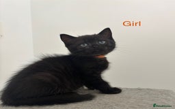 British Shorthair cats for sale: Gorgeous British Shorthair/ Ragdoll  - Image 6