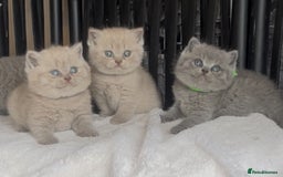 British Shorthair cats for sale: Absolutely beautiful BSH kittens  - Image 16