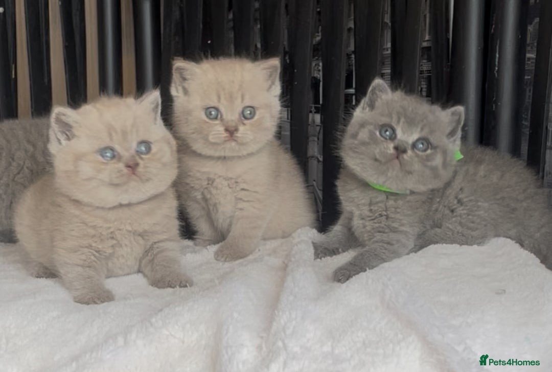 British Shorthair cats for sale: Absolutely beautiful BSH kittens  - Image 16