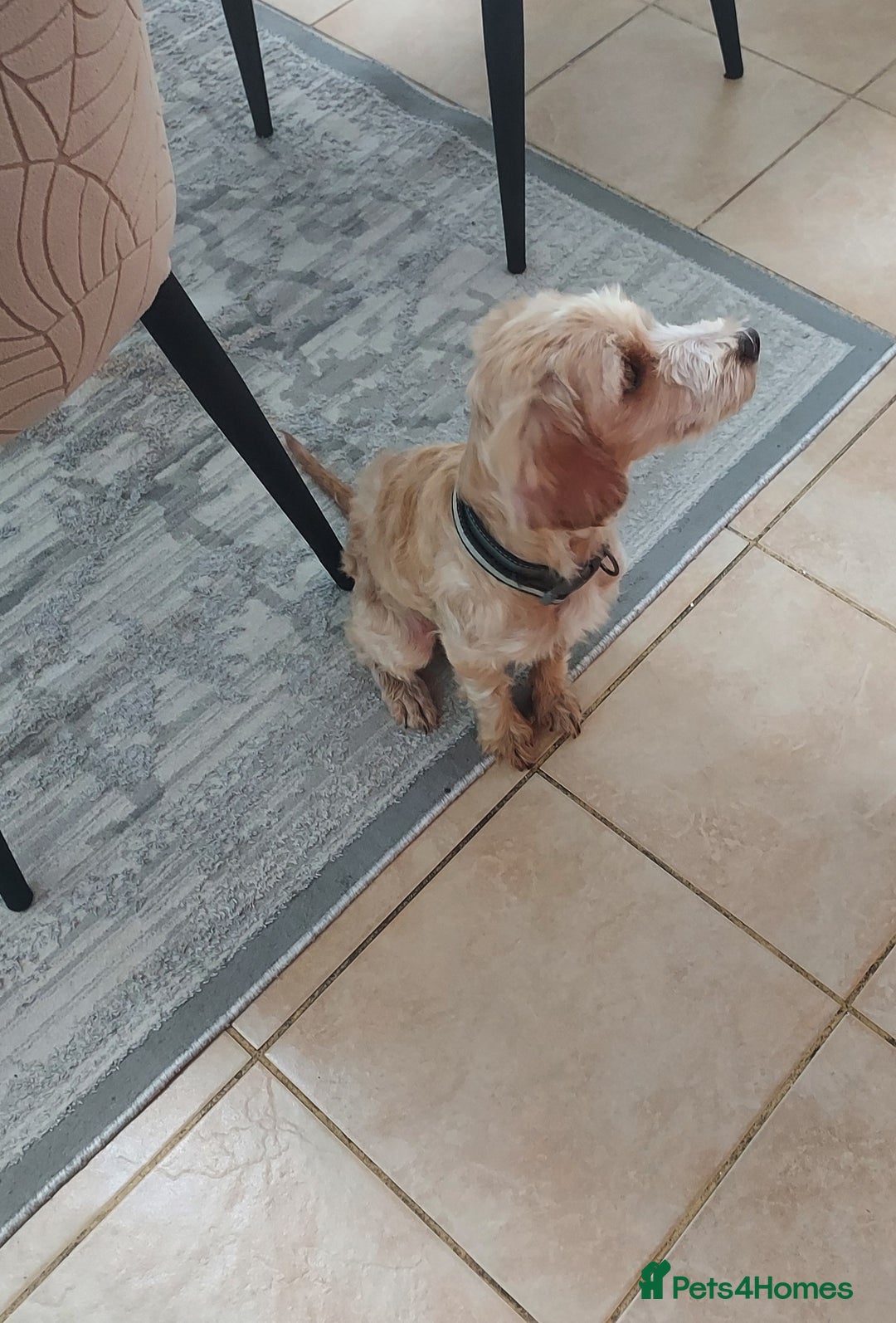 Cockapoo dogs for sale: Female apricot cockapoo  - Advert 4