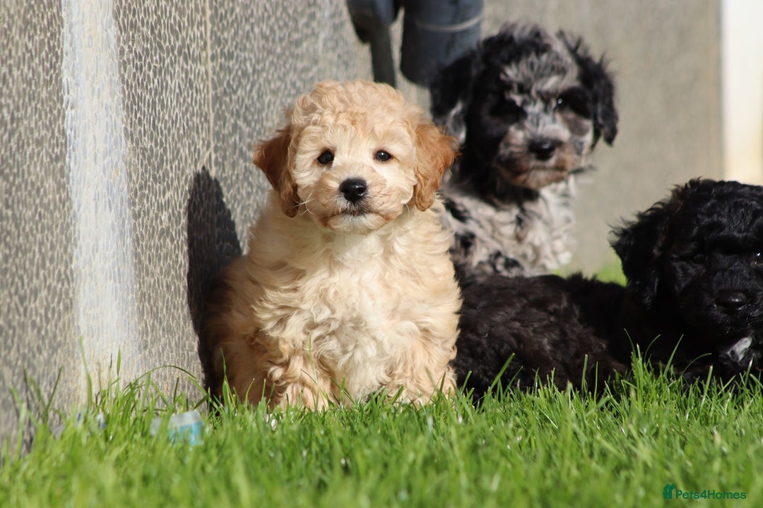 Poochon dogs for sale: F1 Poochon puppies For Sale  - Image 24