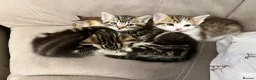 Mixed Breed cats for sale: beautiful kittens  in Slough - Advert 15