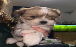 Lhasa Apso dogs for sale: Lhasa Apso Puppies – Tiny Tails, Big Hearts! - Image 12