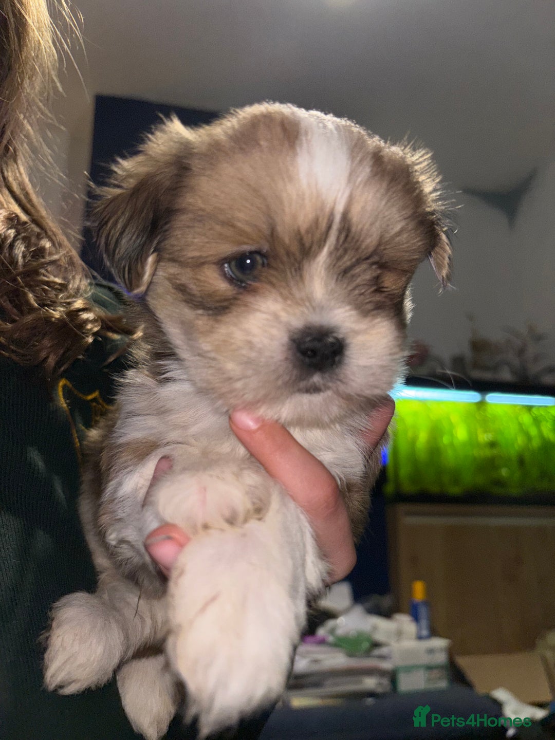 Lhasa Apso dogs for sale: Lhasa Apso Puppies – Tiny Tails, Big Hearts! - Image 12