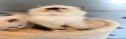 Ragdoll cats for sale: TICA REGISTERED CHAMP LINE EU RAGDOLLS✨️🏆 🩷 - Advert 19