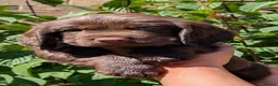 Sprocker dogs for sale: Beautiful F1B Sprocker Puppies  in Welshpool - Advert 8