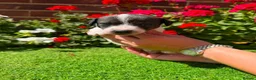 Jack Russell dogs for sale: Adorable jack Russell puppies  - Advert 10