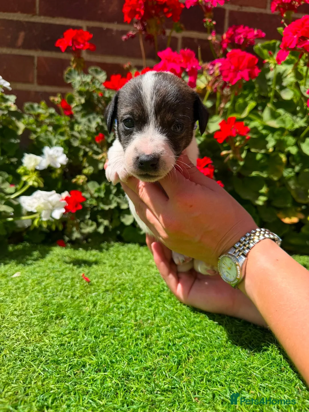 Jack Russell dogs for sale: Adorable jack Russell puppies  - Advert 10