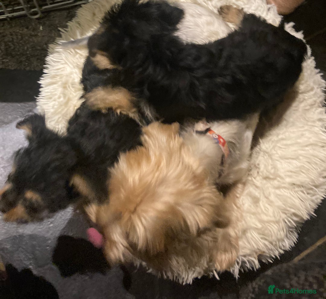 Yorkshire Terrier dogs for sale: Tiny Yorkshire Terriers for sale - Image 13