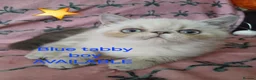 Exotic cats for sale: EXCEPTIONAL PERSIAN EXOTIC KITTENS  - Advert 6
