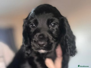 Cocker Spaniel dogs 1 black K.C. Registered W C cocker spaniel boy - Advert 12