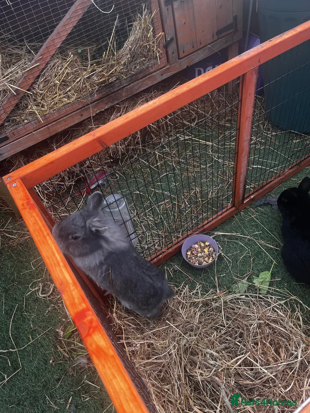 Mixed Breed rabbits for sale: 2 rabbits for sale  - Advert 8