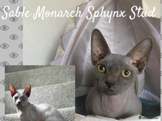 Sphynx cats Tica Sphynx Stud - Blue Mink Negative HCM/CMS in Swindon - Advert 3