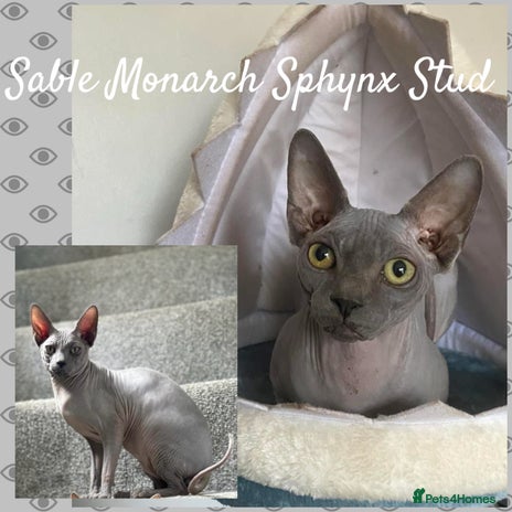 Sphynx cats Tica Sphynx Stud - Blue Mink Negative HCM/CMS in Swindon - Advert 1