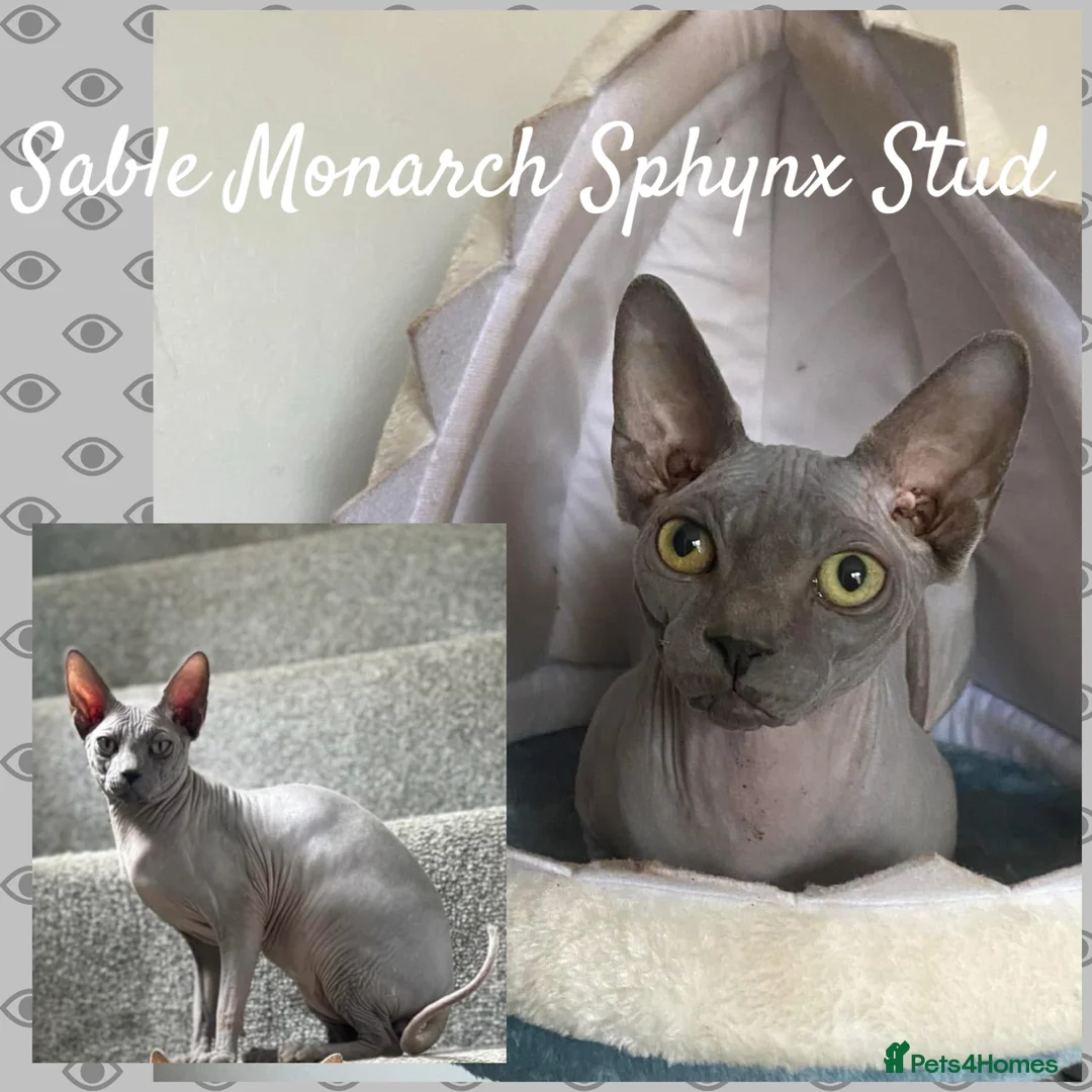 Sphynx cats for stud: Tica Sphynx Stud - Blue Mink Negative HCM/CMS in Swindon - Advert 1