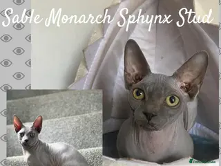 Sphynx cats Tica Sphynx Stud - Blue Mink Negative HCM/CMS in Swindon - Advert 7