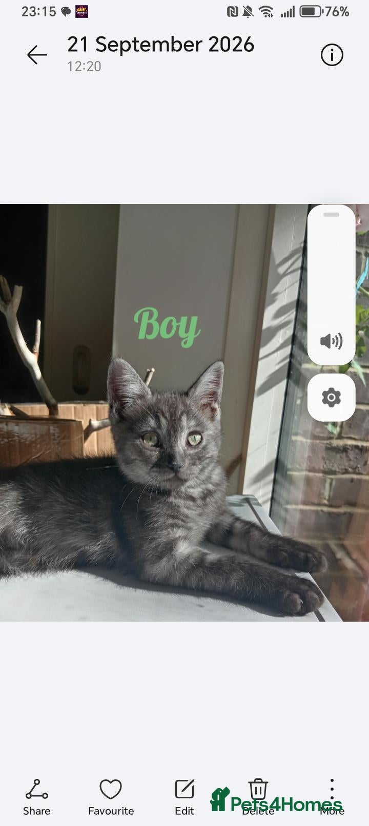 Ragdoll cats Stunning Ragdoll x British short hair boy  - Advert 1
