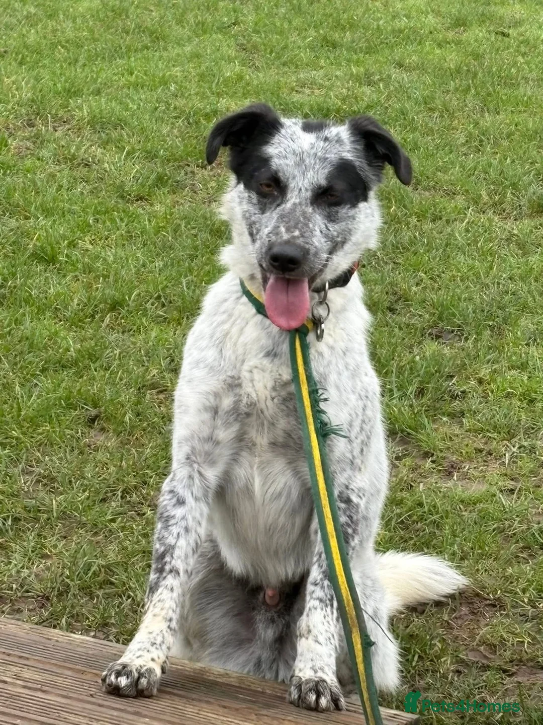 Mixed Breed dogs for adoption: Cessil - Norwich Norfolk  - Advert 4