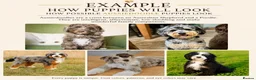 Aussiedoodle dogs for sale: Aussiedoodle F1 Health Tested KC registered parent in Leeds - Advert 2