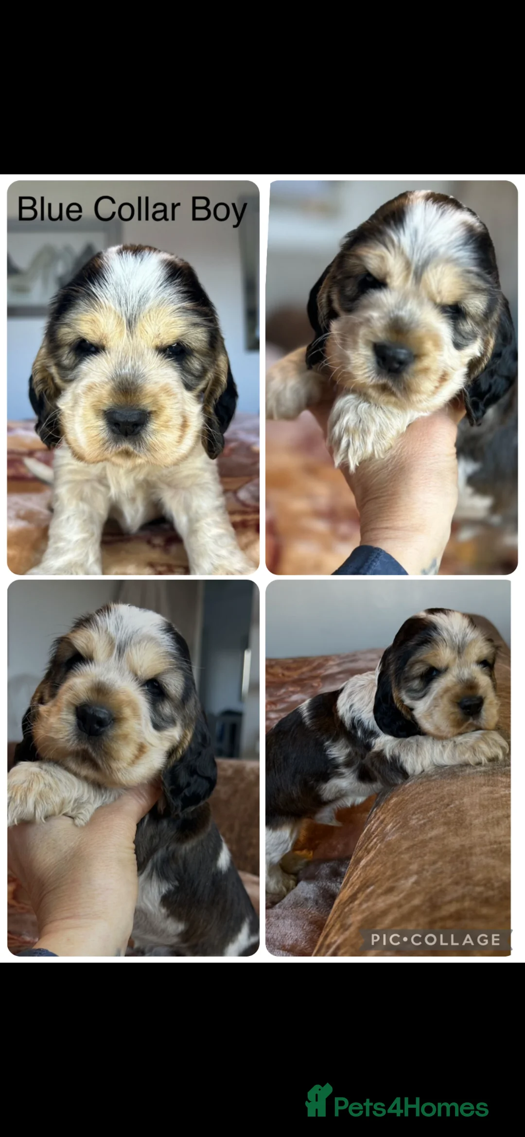 Cocker Spaniel dogs for sale: Exceptional Show Cocker Spaniel Puppies - Advert 2