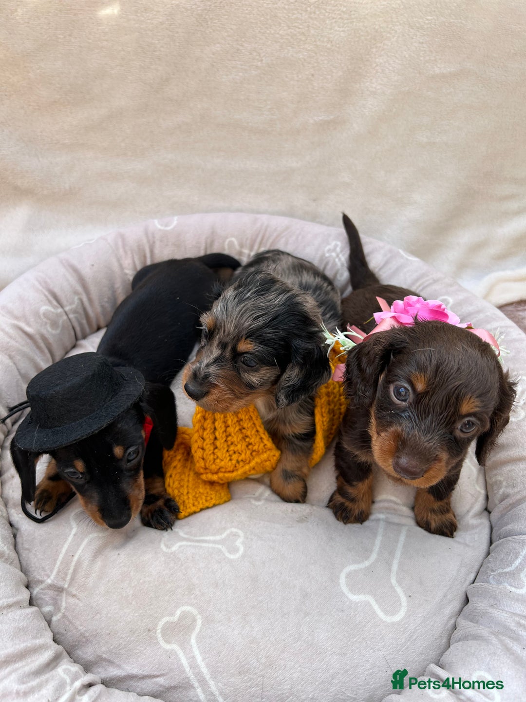 Dachshund dogs for sale: Miniature dashhounds  - Image 4