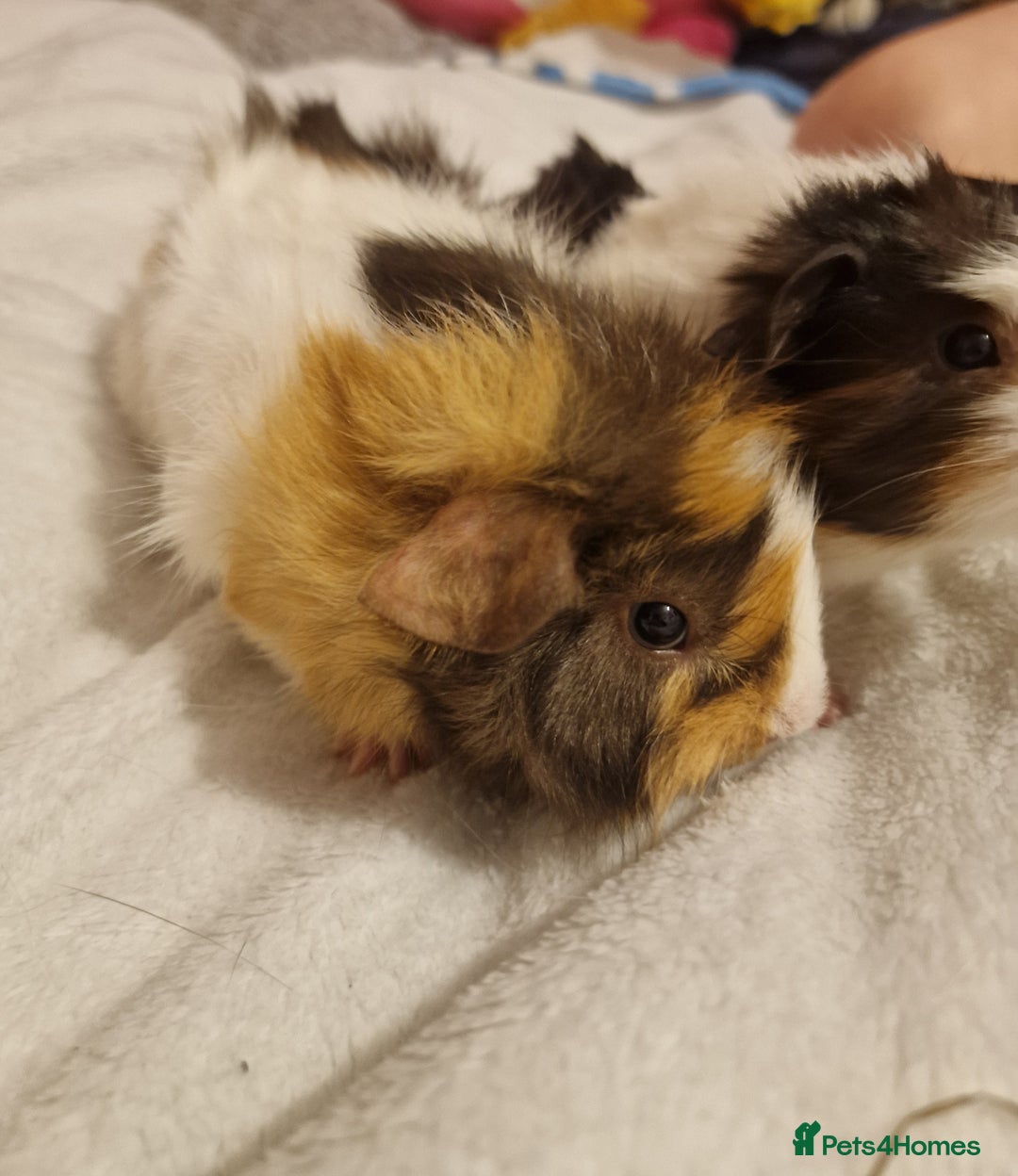 Guinea Pig rodents for sale: Trio male guineas - Advert 4