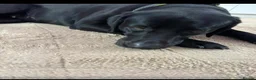 Labrador Retriever dogs for sale: Labrador - Advert 2