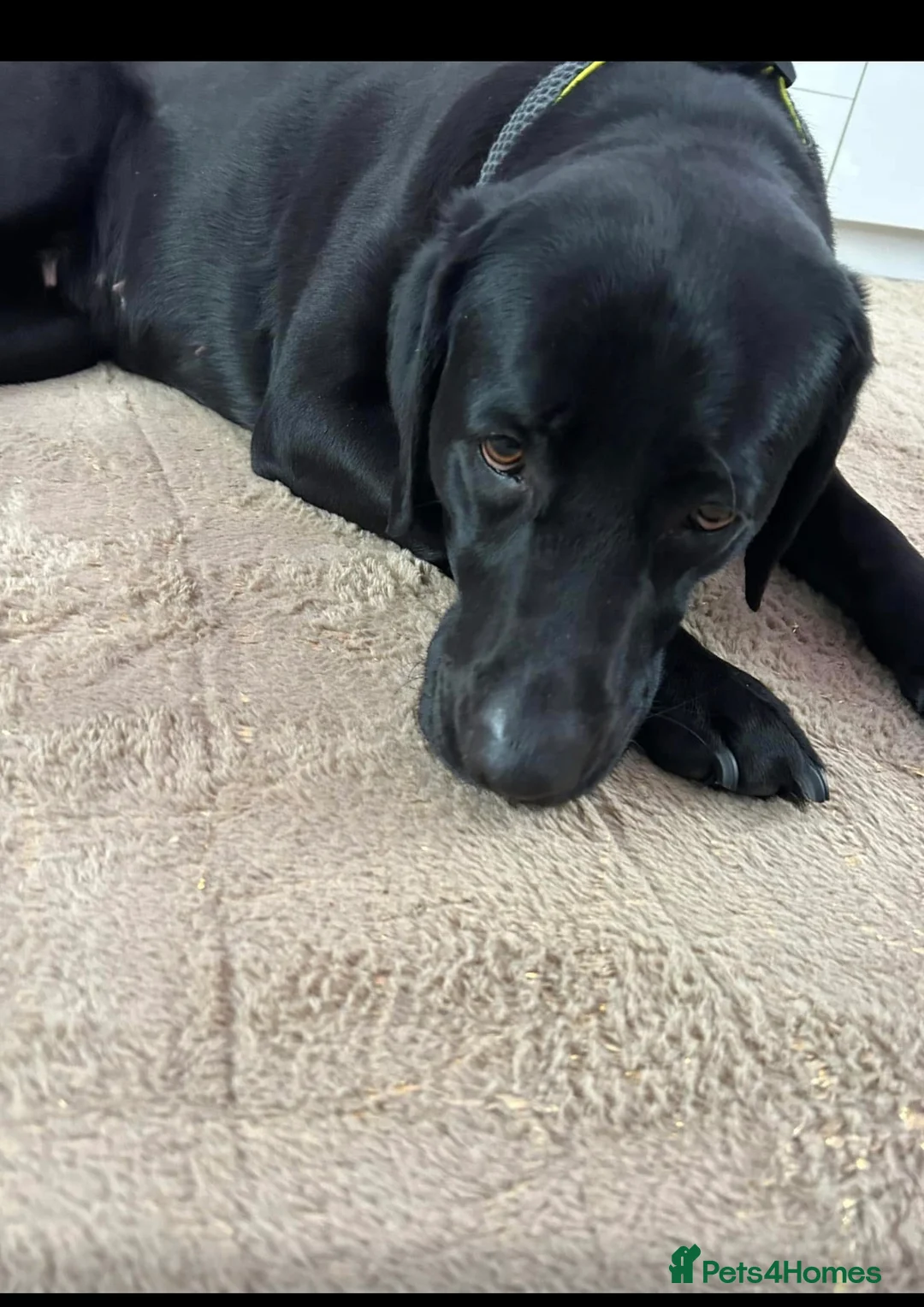 Labrador Retriever dogs for sale: Labrador - Advert 2
