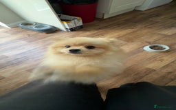 Pomeranian dogs for sale: Male Pomeranian  - Image 3