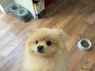 Pomeranian dogs - Advert 1