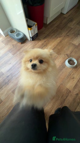 Pomeranian dogs - Advert 1