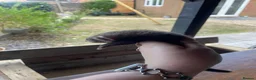 Ferret rodents for sale: 2 polecat hobs  in Waterlooville - Advert 6
