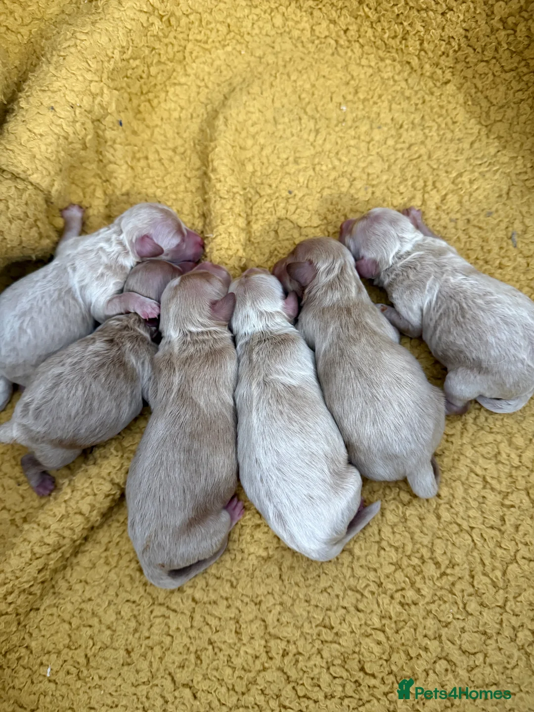 Maltipoo dogs for sale: Beautiful Maltipoo Puppies - Advert 1