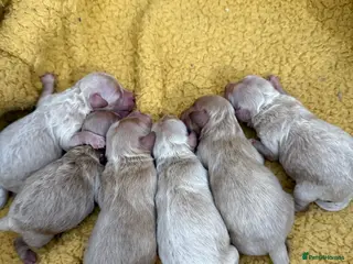 Maltipoo dogs Beautiful Maltipoo Puppies - Advert 2