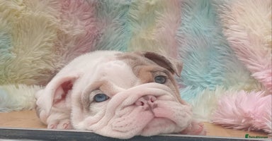 English Bulldog dogs - Advert 1